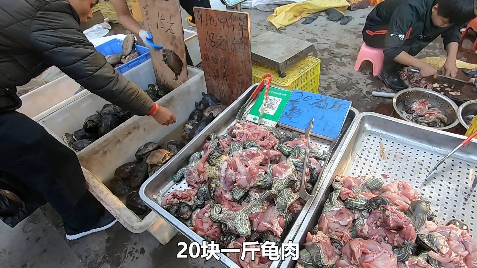 佛山顺德买乌龟,乌龟的肉和龟甲可以分开卖,20一斤龟肉?